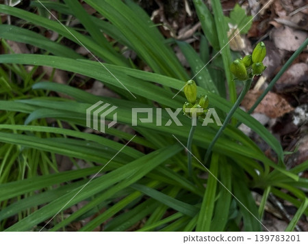 Daylily buds that will soon bloom. Daylily buds that will soon bloom. 139783201