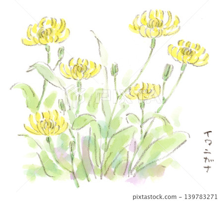 A watercolor illustration of Iwanigana, a plant of early summer, with its gently blooming dandelion-like flowers on a shady embankment. A watercolor illustration of Iwanigana, a plant of early summer, with its gently blooming dandelion-like flowers on a shady embankment. 139783271