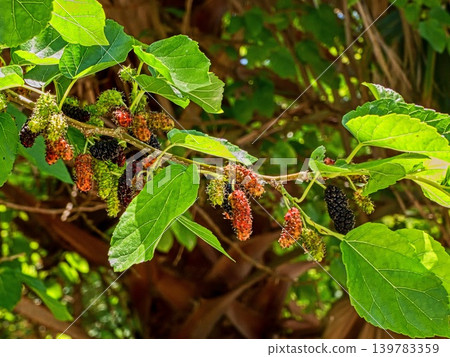 Mulberry Mulberry 139783359
