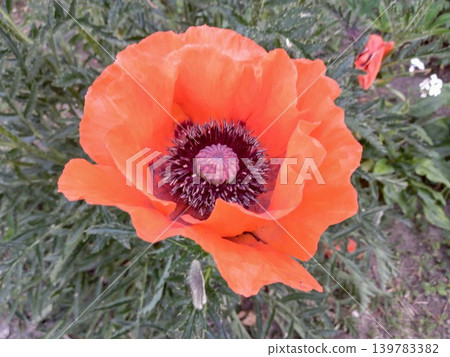 Red poppy single flower in the spring garden Red poppy single flower in the spring garden 139783382