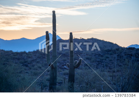 South Mountain Park Phoenix Arizona Desert Landscape with Saguaro Cactus Silhouettes South Mountain Park Phoenix Arizona Desert Landscape with Saguaro Cactus Silhouettes 139783384