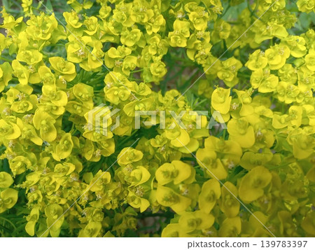 Greenery background with light green leaves 139783397