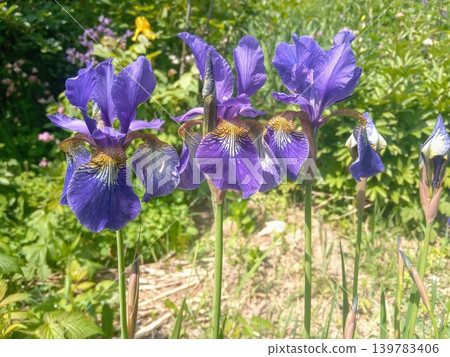 Purple iris flower in the spring garden Purple iris flower in the spring garden 139783406