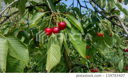 Cherry red fruits on the tree in the spring garden Cherry red fruits on the tree in the spring garden 139783407