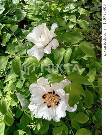 Flower chines peones head in the garden. Pink delicate spring bloosom in the garden Flower chines peones head in the garden. Pink delicate spring bloosom in the garden 139783409