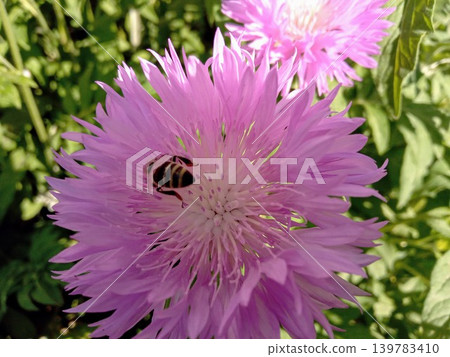 Pink cornflower with bee in the spring garden Pink cornflower with bee in the spring garden 139783410