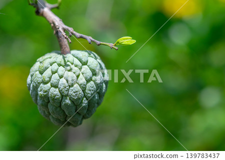 Green sugar apple fruit hanging on tree branch fresh leaves showcasing tropical agriculture natural growth organic produce Green sugar apple fruit hanging on tree branch fresh leaves showcasing tropical agriculture natural growth organic produce 139783437