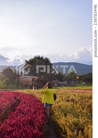 Woman exploring vibrant flower fields at sunset mountain landscape countryside travel destination peaceful outdoor atmosphere Woman exploring vibrant flower fields at sunset mountain landscape countryside travel destination peaceful outdoor atmosphere 139783446