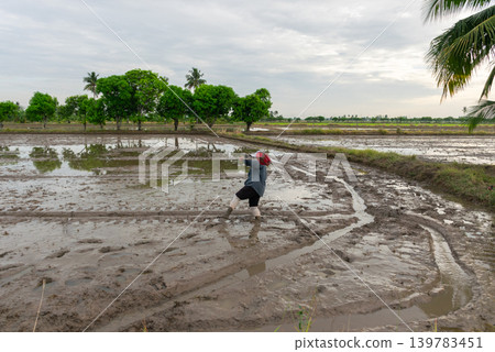 Farmer spreading rice seeds across flooded paddy field traditional agriculture cultivation rural farming in tropical countryside Farmer spreading rice seeds across flooded paddy field traditional agriculture cultivation rural farming in tropical countryside 139783451