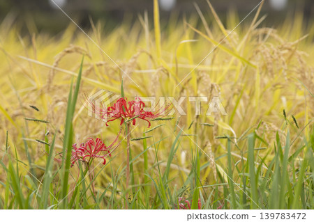 Spider lilies blooming along the rice paddy paths in autumn. Spider lilies blooming along the rice paddy paths in autumn. 139783472