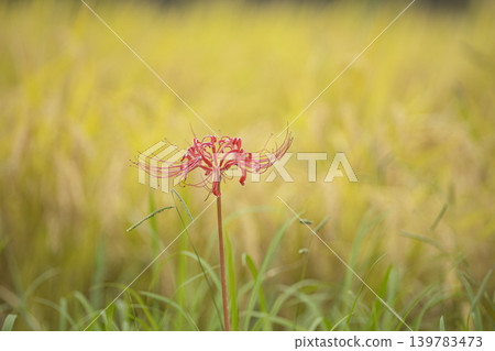 Spider lilies blooming along the rice paddy paths in autumn. Spider lilies blooming along the rice paddy paths in autumn. 139783473