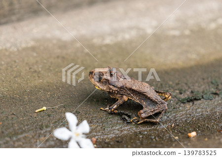 Brown toad resting on wet ground fly on its head macro wildlife detail showing survival nature tropical ecosystem Brown toad resting on wet ground fly on its head macro wildlife detail showing survival nature tropical ecosystem 139783525