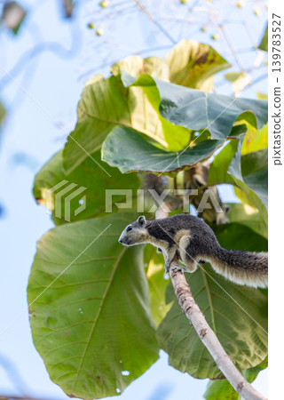 Tree squirrel perched on branch among large green leaves in tropical forest alert wildlife behavior natural habitat Tree squirrel perched on branch among large green leaves in tropical forest alert wildlife behavior natural habitat 139783527