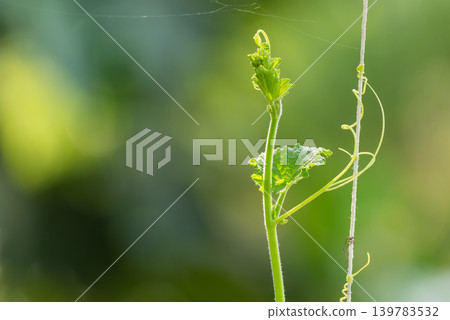 Young climbing vine fresh leaves tendrils reaching upward supported by string in organic garden soft green background 139783532