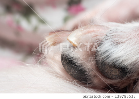 Detailed macro view of dog paw pads claws soft fur texture highlighting pet care grooming health animal anatomy Detailed macro view of dog paw pads claws soft fur texture highlighting pet care grooming health animal anatomy 139783535