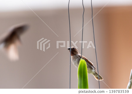 Closeup of scaly breasted munia bird perched on wire soft background natural wildlife in urban garden environment Closeup of scaly breasted munia bird perched on wire soft background natural wildlife in urban garden environment 139783539