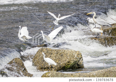 Flock of Herons 139783678