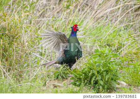 Pheasant to hit the horo Pheasant to hit the horo 139783681