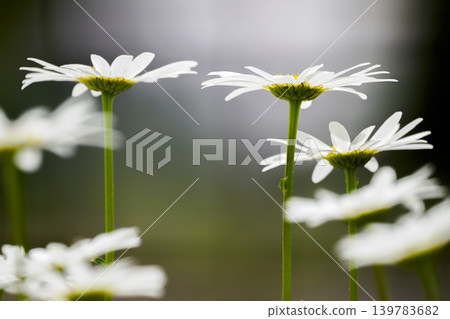 French Giku French Giku 139783682