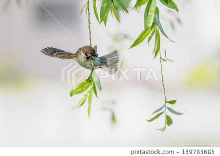 Sparrow 139783685