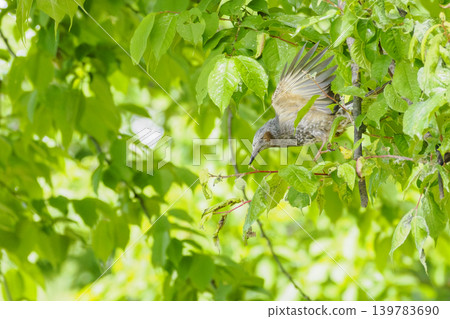 A bulbul taking flight A bulbul taking flight 139783690