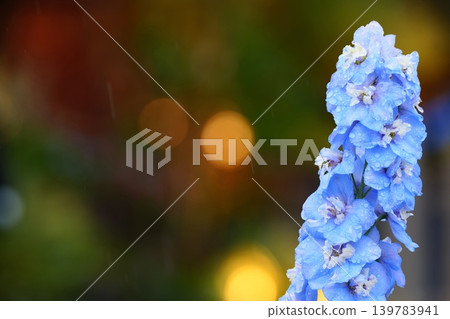 Blue flowers wet with rain and a fantastical background Blue flowers wet with rain and a fantastical background 139783941