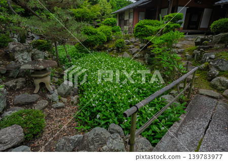The refreshing Hangesho flowers, which evoke the feeling of early summer, are found at the Suwa family residence, a wealthy landowner's home in Moriyama City, Shiga Prefecture. The refreshing Hangesho flowers, which evoke the feeling of early summer, are found at the Suwa family residence, a wealthy landowner's home in Moriyama City, Shiga Prefecture. 139783977