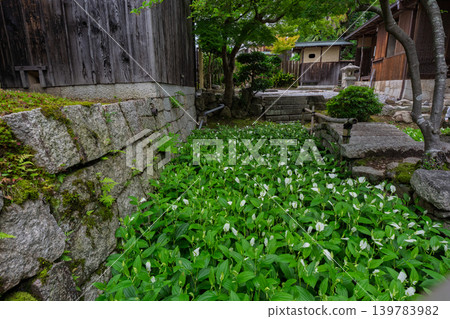 The refreshing Hangesho flowers, which evoke the feeling of early summer, are found at the Suwa family residence, a wealthy landowner's home in Moriyama City, Shiga Prefecture. The refreshing Hangesho flowers, which evoke the feeling of early summer, are found at the Suwa family residence, a wealthy landowner's home in Moriyama City, Shiga Prefecture. 139783982