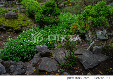 令人心曠神怡的半月穗花,讓人聯想起初夏的氣息,在滋賀縣守山市富裕地主諫訪家的宅邸中隨處可見。 令人心曠神怡的半月穗花,讓人聯想起初夏的氣息,在滋賀縣守山市富裕地主諫訪家的宅邸中隨處可見。 139783985
