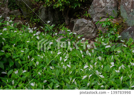 The refreshing Hangesho flowers, which evoke the feeling of early summer, are found at the Suwa family residence, a wealthy landowner's home in Moriyama City, Shiga Prefecture. 139783998