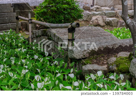 The refreshing Hangesho flowers, which evoke the feeling of early summer, are found at the Suwa family residence, a wealthy landowner's home in Moriyama City, Shiga Prefecture. 139784003