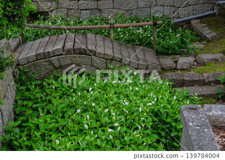The refreshing Hangesho flowers, which evoke the feeling of early summer, are found at the Suwa family residence, a wealthy landowner's home in Moriyama City, Shiga Prefecture. 139784004