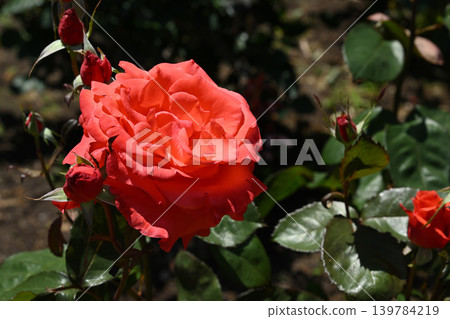 Lady Rose Lady Rose 139784219