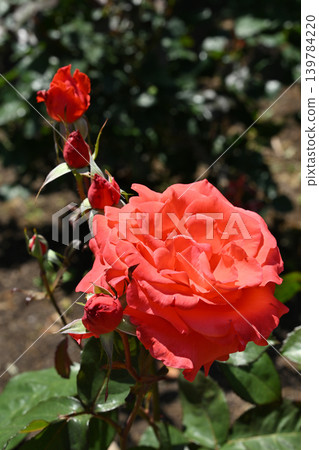 Lady Rose Lady Rose 139784220