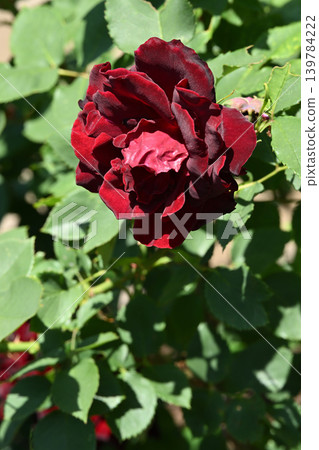 Black pearl Black pearl 139784222
