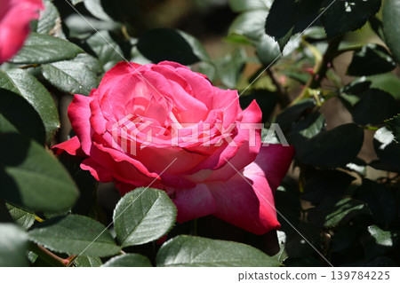 Torch/Rose 139784225
