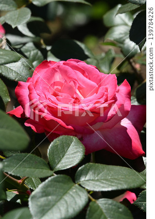 Torch/Rose Torch/Rose 139784226