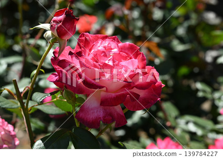Torch/Rose Torch/Rose 139784227