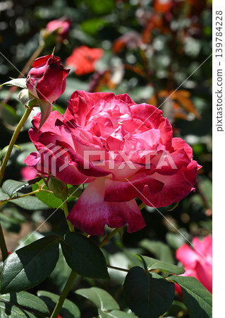 Torch/Rose Torch/Rose 139784228