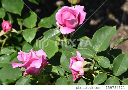 伊芙·皮亞斯 伊芙·皮亞斯 139784321