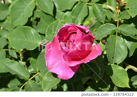 伊芙·皮亞斯 伊芙·皮亞斯 139784322