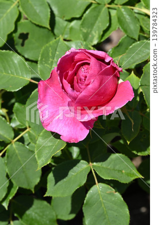 伊芙·皮亞斯 139784323