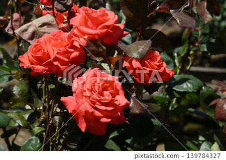 Lady Rose 139784327