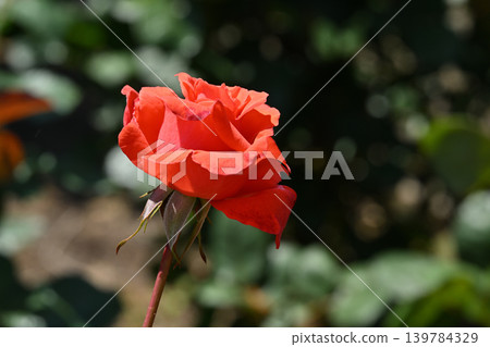 Lady Rose 139784329