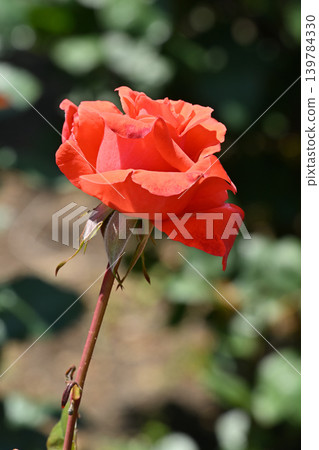 Lady Rose Lady Rose 139784330