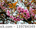 Kwanzan Flowering Cherry also known as Prunus serrulata 'Kwanzan' Oriental Cherry,  or Japanese Cherry in full bloom at bbotsford, Canada 139784349