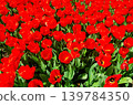 Vibrant tulip flowers in a garden during spring 139784350
