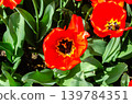 Vibrant tulip flowers in a garden during spring 139784351