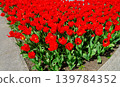 Vibrant tulip flowers in a garden during spring 139784352