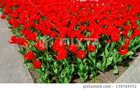 Vibrant tulip flowers in a garden during spring 139784352